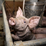 Tiere als Billigware