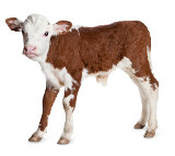 Werden Sie jetzt Tierschutzpate oder –patin und unterstützen Sie unsere erfolgreiche Tierschutzarbeit!