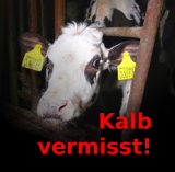 Milch - Ein Blick hinter die Kulissen