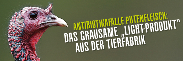 Puten aus Österreich