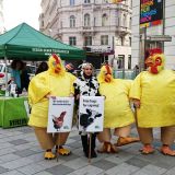 Puten aus Österreich