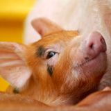 Schweine ohne Namen