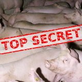 Regierung will Tierschutzarbeit unter Strafe stellen