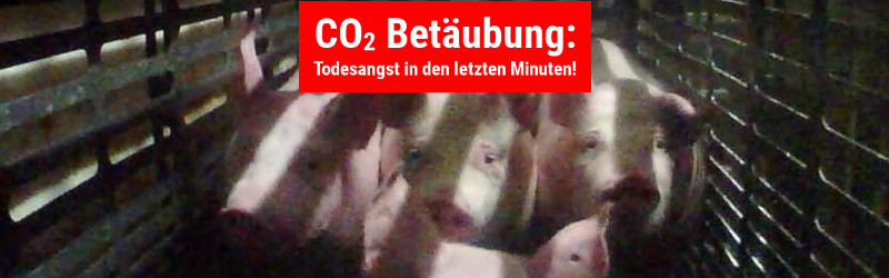CO2 Betäubung: Todesangst in den letzten Minuten