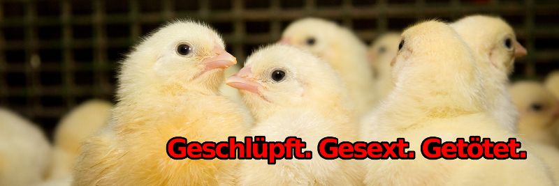 Geschlüpft. Gesext. Getötet.
