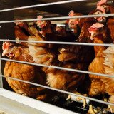 End The Cage Age - Aktuelles
