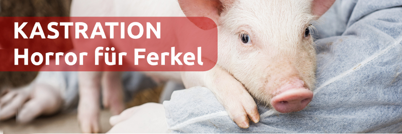 Ferkelkastration: Gesetzliche Lage und aktuelle Situation
