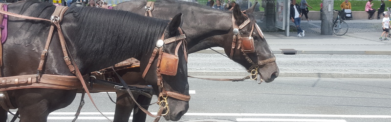 Petition für ein Ende der Fiaker in Salzburg