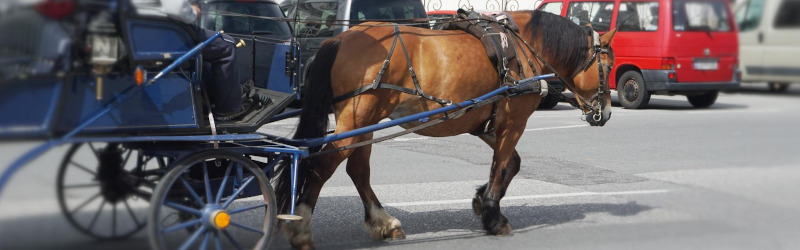 Petition gegen Fiaker in Innsbruck