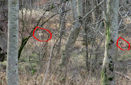 Wald mit eingekreisten, kaum erkennbaren Tieren im Dickicht