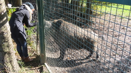 Person streichelt zahme Wildschweine hinter Gittern