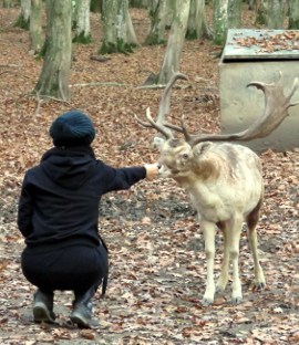 Damhirsch beschnüffelt eine Person
