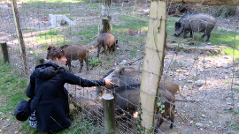 Person streichelt zahme Wildschweine hinter Gittern