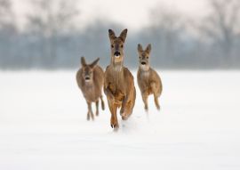 Rehe laufden durch eine Winterlandschaft