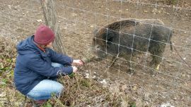 Wildschwein schnuppert an Person