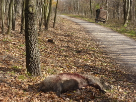 Totes Wilschwein liegt am Wegrand