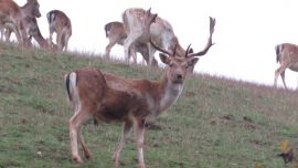 Hirsch auf einer Wiese