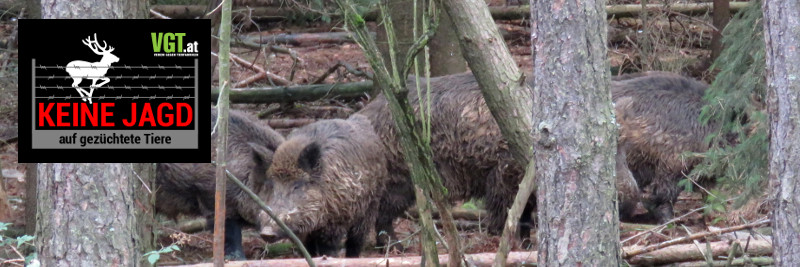 Keine Jagd auf gezüchtete Tiere