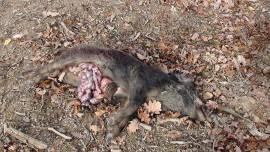 Erschossenes Wildschwein