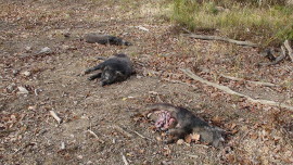 Erschossenes Wildschwein