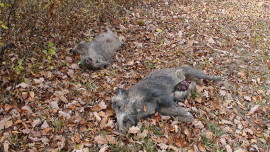 Erschossenes Wildschwein
