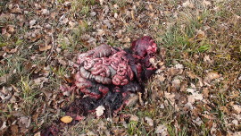 Erschossenes Wildschwein