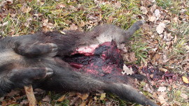 Erschossenes Wildschwein