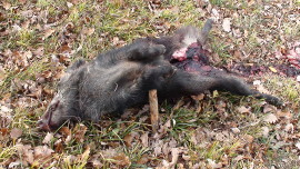 Erschossenes Wildschwein