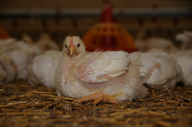 Die viel zu große Brust drückt auf die Lunge, manche Tiere können in den letzten Tagen kaum mehr atmen.