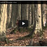 Beobachtung der Gatterjagd im Lainzer Tiergarten 2010