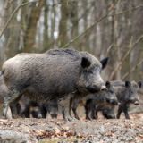 Grausame Jagd im Lainzer Tiergarten