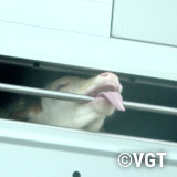 Kalb leckt an der Stange eines Transporters