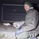 Ein totes Kalb nach der Ankunft