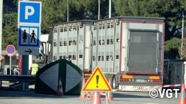 Ein vollgefüllter Kälbertransporter auf der Straße hinter Absperrungen