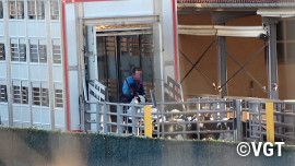 Arbeiter treiben Käber von einem Transporter