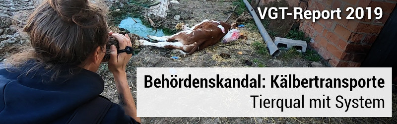 Behördenskandal: Kälbertransporte