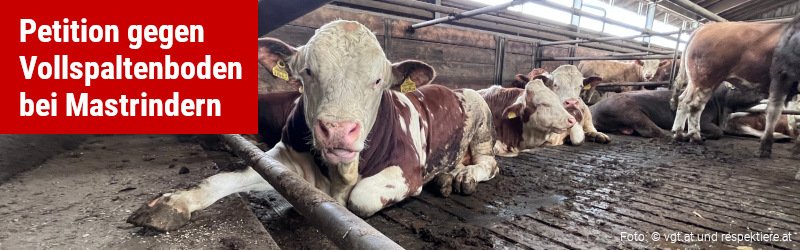 Petition: Mastrinder brauchen Stroh!