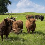 Alternativen zum Vollspaltenboden