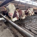 Petition: Mastrinder brauchen Stroh!