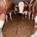 Vollspaltenboden ist Tierquälerei