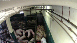 Schweine im Stall. Am Bild werden sie Richtung Schlachtraum getrieben.