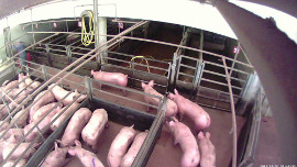 Tierstall bei der ehemaligen Schirnhofer-Niederlassung in Großsteinbach