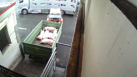Schwein komm an und wird kurze Zeit später notgeschlachtet.