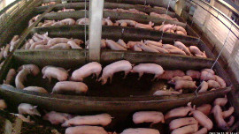 Schweine im Stall