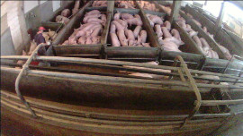 Schweine im Stall