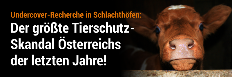 Schlachthofskandal in Österreich