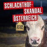 Stopp der Tierfolter am Schlachthof