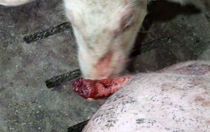 Schwein macht sich am Schwanz eines anderen zu schaffen.