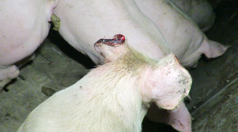 Schwein mit abgebissenen Ohr