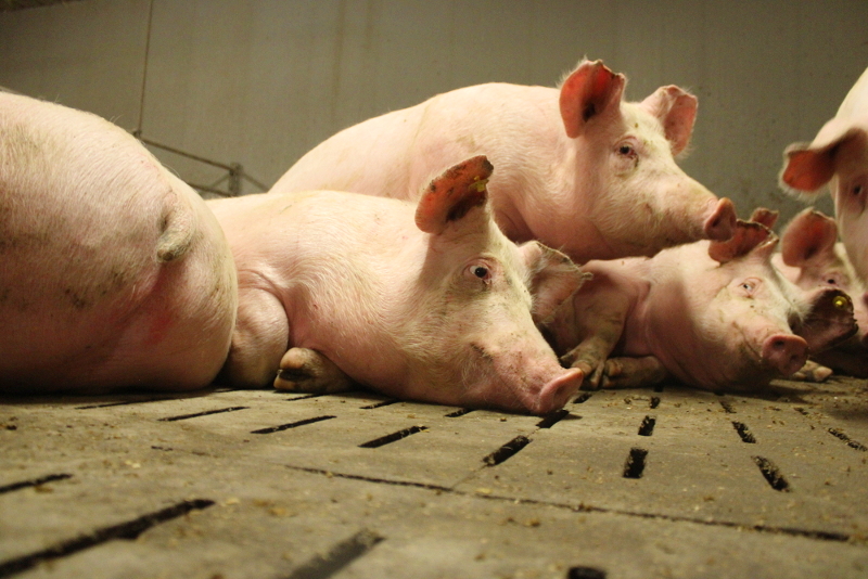 Schwein liegen dicht aneinander gedrängt am Spaltenboden.